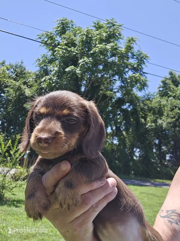 Female Chocolate wire coat, a female Miniature Dachshund for sale in Prince George, VA – 1 of 3