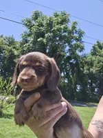 Female Chocolate wire coat, a female Miniature Dachshund for sale in Prince George, VA – 1 of 3