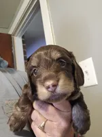 Chocolate male longcoat, a male Miniature Dachshund for sale in Prince George, VA – 4 of 4