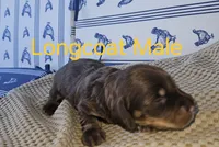 Chocolate female longcoat, a male Miniature Dachshund for sale in Prince George, VA – 2 of 2
