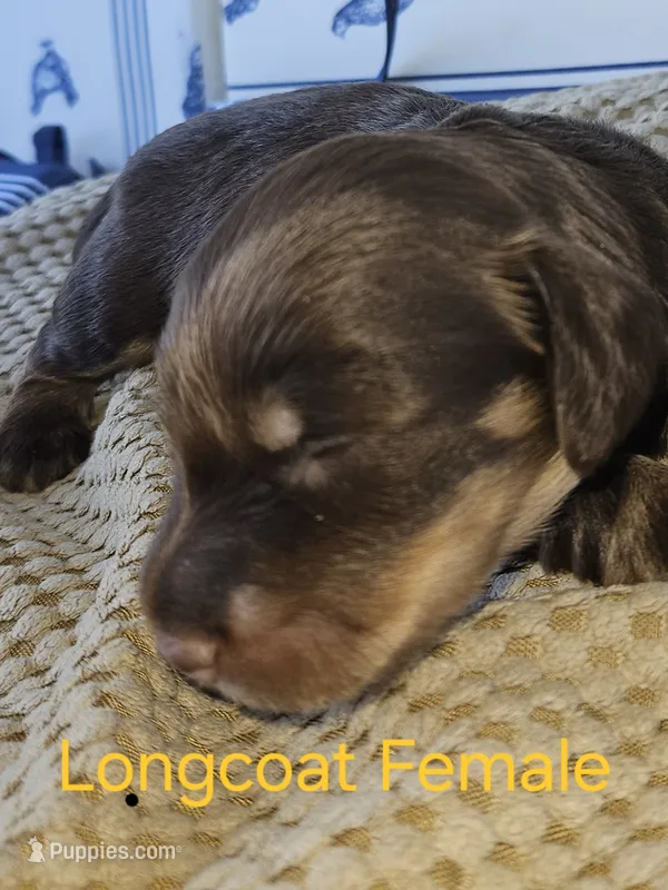 Chocolate female longcoat – Miniature Dachshund puppy for sale in Prince George, VA