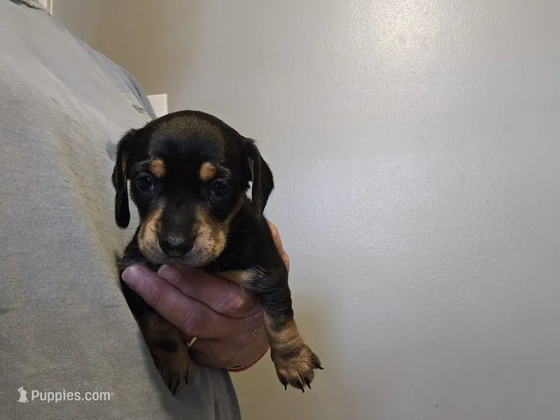 Male black and cream wirecoat – Miniature Dachshund puppy for sale in Prince George, VA
