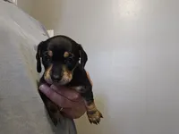 Male black and cream wirecoat, a male Miniature Dachshund for sale in Prince George, VA – 1 of 4