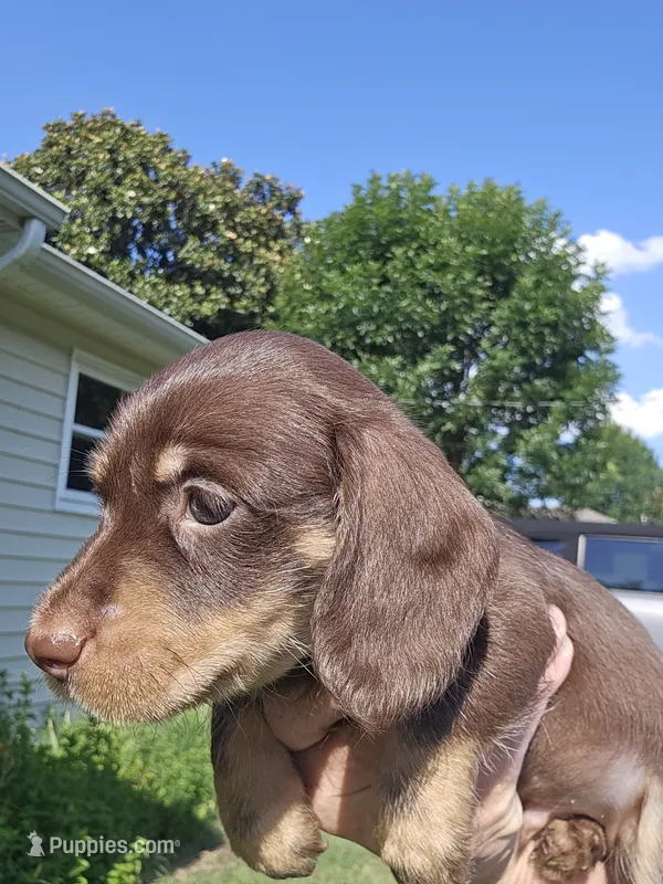 Male chocolate and cream wirecoat – Miniature Dachshund puppy for sale in Prince George, VA