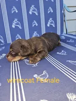 Female Chocolate wirecoat, a female Miniature Dachshund for sale in Prince George, VA – 2 of 2