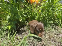 Female Chocolate wire coat, a female Miniature Dachshund for sale in Prince George, VA – 3 of 3