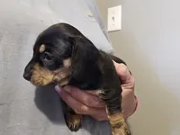 Male black and cream wirecoat, a male Miniature Dachshund for sale in Prince George, VA – 3 of 4