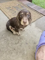 Male chocolate and cream wirecoat, a male Miniature Dachshund for sale in Prince George, VA – 5 of 6