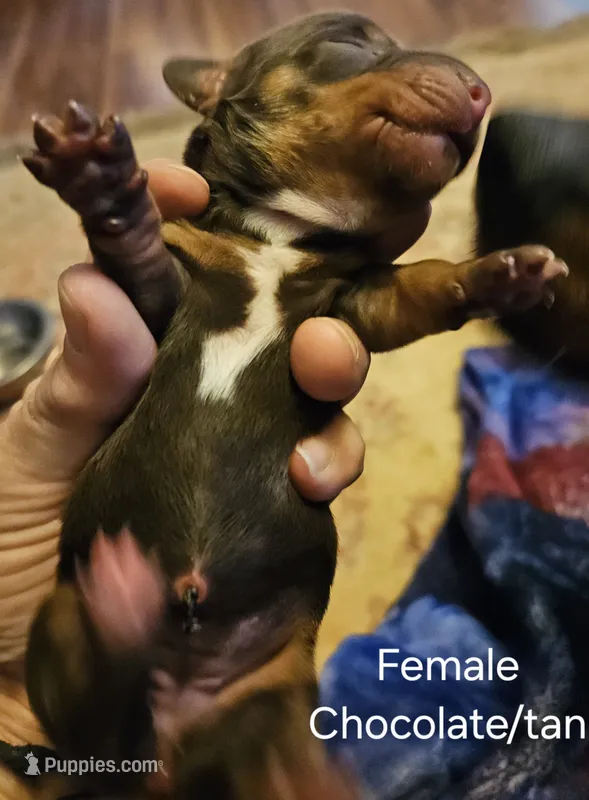 Female Chocolate/tan