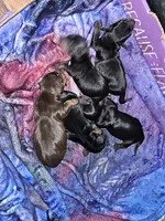 Female Chocolate/tan, a female Dachshund for sale in Prince George, VA – Photo 2 of 3