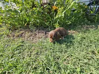 Male chocolate and cream wirecoat, a male Miniature Dachshund for sale in Prince George, VA – 3 of 4
