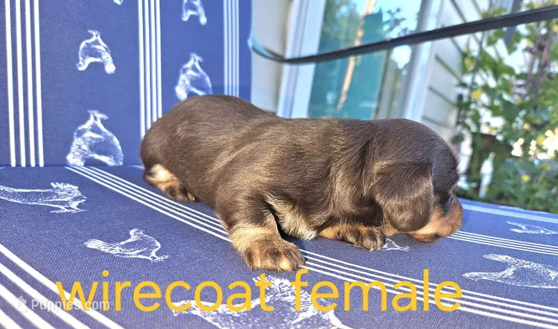 Female Chocolate wirecoat – Miniature Dachshund puppy for sale in Prince George, VA