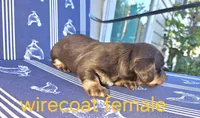 Female Chocolate wirecoat, a female Miniature Dachshund for sale in Prince George, VA – 1 of 2