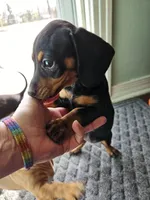 Female black and tan, a female Dachshund for sale in Prince George, VA – Photo 2 of 2