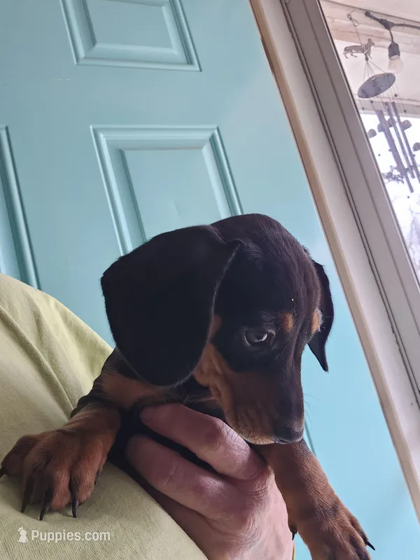 Female black and tan