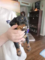 Female black and tan, a female Dachshund for sale in Prince George, VA – Photo 4 of 5