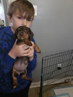 Female black and tan, a female Dachshund for sale in Prince George, VA – Photo 3 of 5