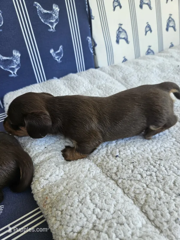 Female Chocolate and tan smoothcoat  – Miniature Dachshund puppy for sale in Prince George, VA