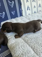 Female Chocolate and tan smoothcoat , a female Miniature Dachshund for sale in Prince George, VA – 1 of 3