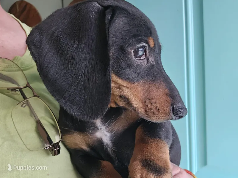 Male black and tan