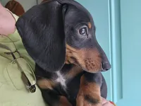 Male black and tan, a male Dachshund for sale in Prince George, VA – Photo 1 of 6