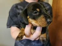 Male black and tan, a male Dachshund for sale in Prince George, VA – Photo 3 of 6