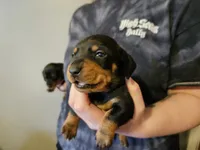 Male black and tan, a male Dachshund for sale in Prince George, VA – Photo 4 of 6