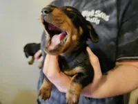 Male black and tan, a male Dachshund for sale in Prince George, VA – Photo 2 of 6