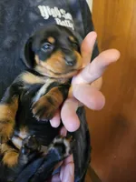 Male black and tan, a male Dachshund for sale in Prince George, VA – Photo 5 of 6