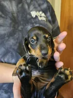 Male black and tan, a male Dachshund for sale in Prince George, VA – Photo 6 of 6