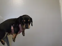 Male black and cream wirecoat, a male Miniature Dachshund for sale in Prince George, VA – 2 of 4