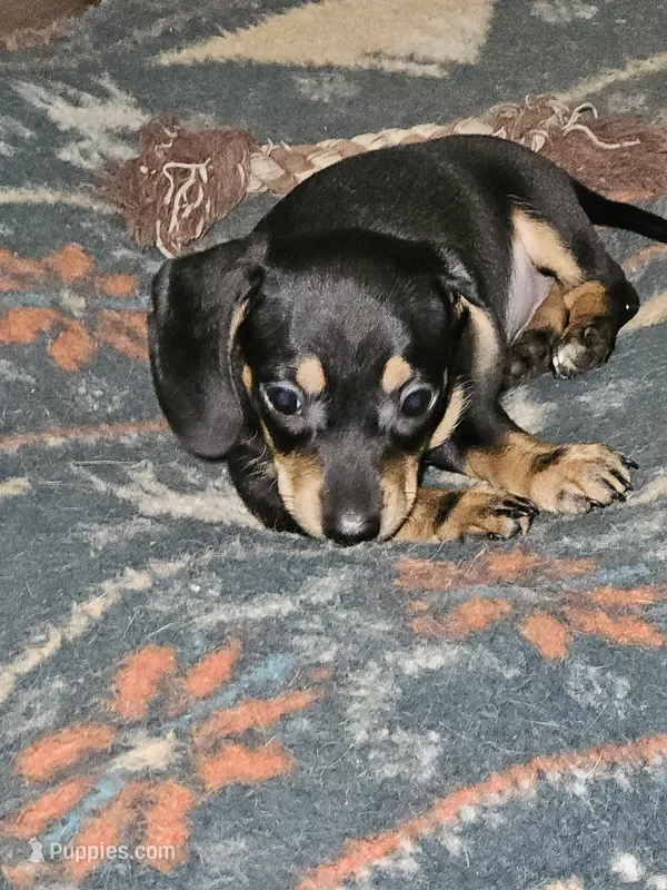 Black/ cream wirecoat Male  – Miniature Dachshund puppy for sale in Prince George, VA