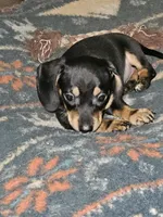 Black/ cream wirecoat Male , a male Miniature Dachshund for sale in Prince George, VA – 1 of 3