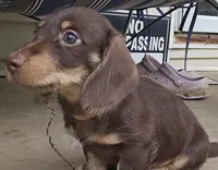 Male chocolate and cream wirecoat, a male Miniature Dachshund for sale in Prince George, VA – 3 of 6