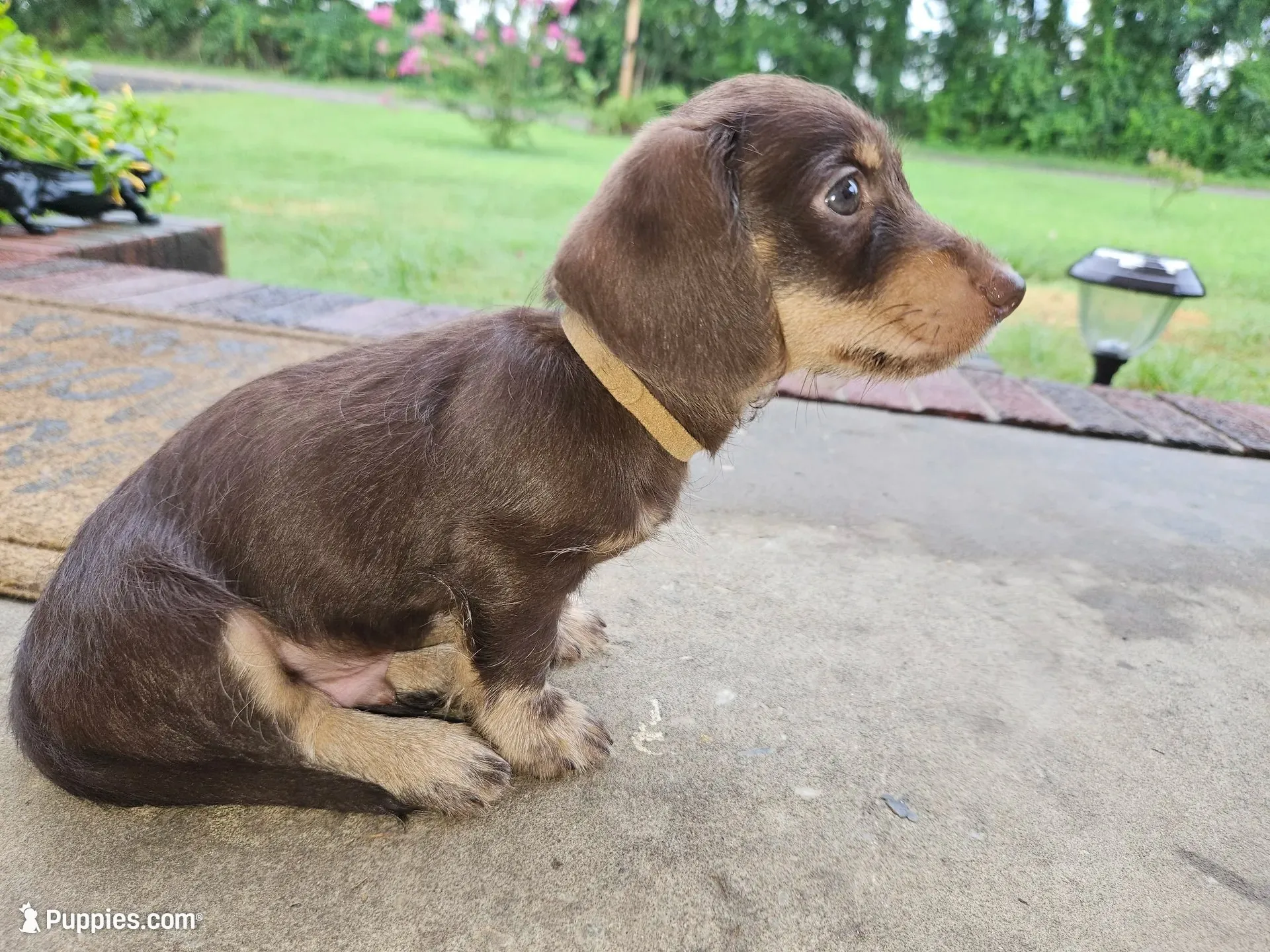 Male chocolate and cream wirecoat, a male Miniature Dachshund for sale in Prince George, VA – 4 of 6