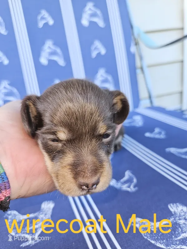 Male chocolate wirecoat – Miniature Dachshund puppy for sale in Prince George, VA