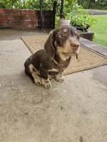 Male chocolate and cream wirecoat, a male Miniature Dachshund for sale in Prince George, VA – 6 of 6