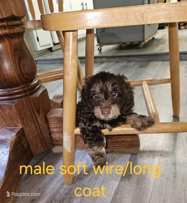 Male chocolate and tan  – Miniature Dachshund puppy for sale in Prince George, VA