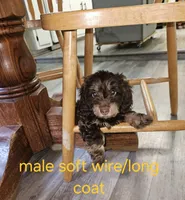 Male chocolate and tan , a male Miniature Dachshund for sale in Prince George, VA – 1 of 2