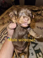 Male chocolate wirecoat, a male Miniature Dachshund for sale in Prince George, VA – 1 of 1