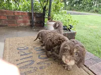 Male chocolate and tan , a male Miniature Dachshund for sale in Prince George, VA – 2 of 2