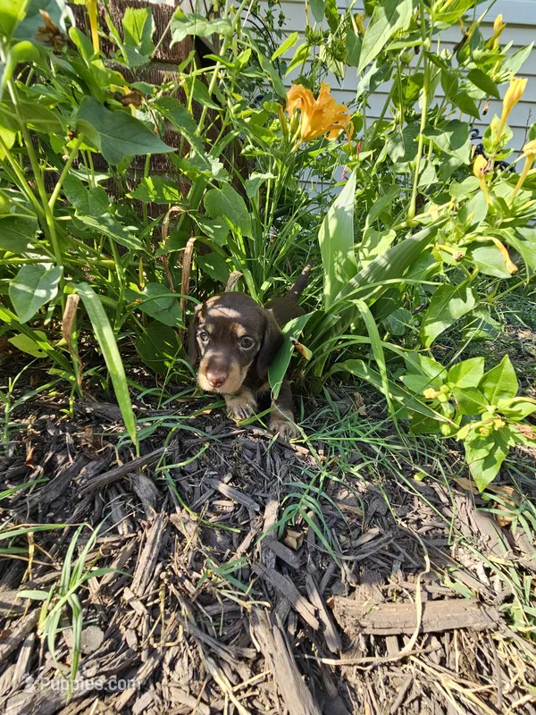Male chocolate and cream wirecoat – Miniature Dachshund puppy for sale in Prince George, VA