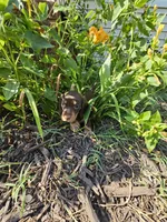 Male chocolate and cream wirecoat, a male Miniature Dachshund for sale in Prince George, VA – 4 of 4