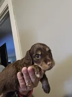 Chocolate male longcoat, a male Miniature Dachshund for sale in Prince George, VA – 3 of 4