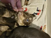 Male chocolate and cream wirecoat, a male Miniature Dachshund for sale in Prince George, VA – 2 of 4