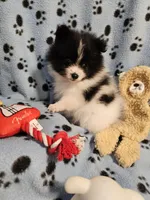 Oreo, a male Pomeranian for sale in Mount Gilead, OH – Photo 9 of 10