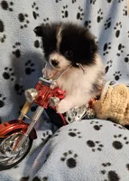 Oreo, a male Pomeranian for sale in Mount Gilead, OH – Photo 2 of 10