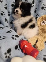 Oreo, a male Pomeranian for sale in Mount Gilead, OH – Photo 7 of 10