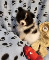 Oreo, a male Pomeranian for sale in Mount Gilead, OH – Photo 6 of 10
