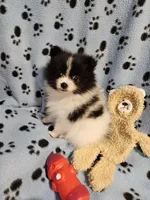 Oreo, a male Pomeranian for sale in Mount Gilead, OH – Photo 4 of 10
